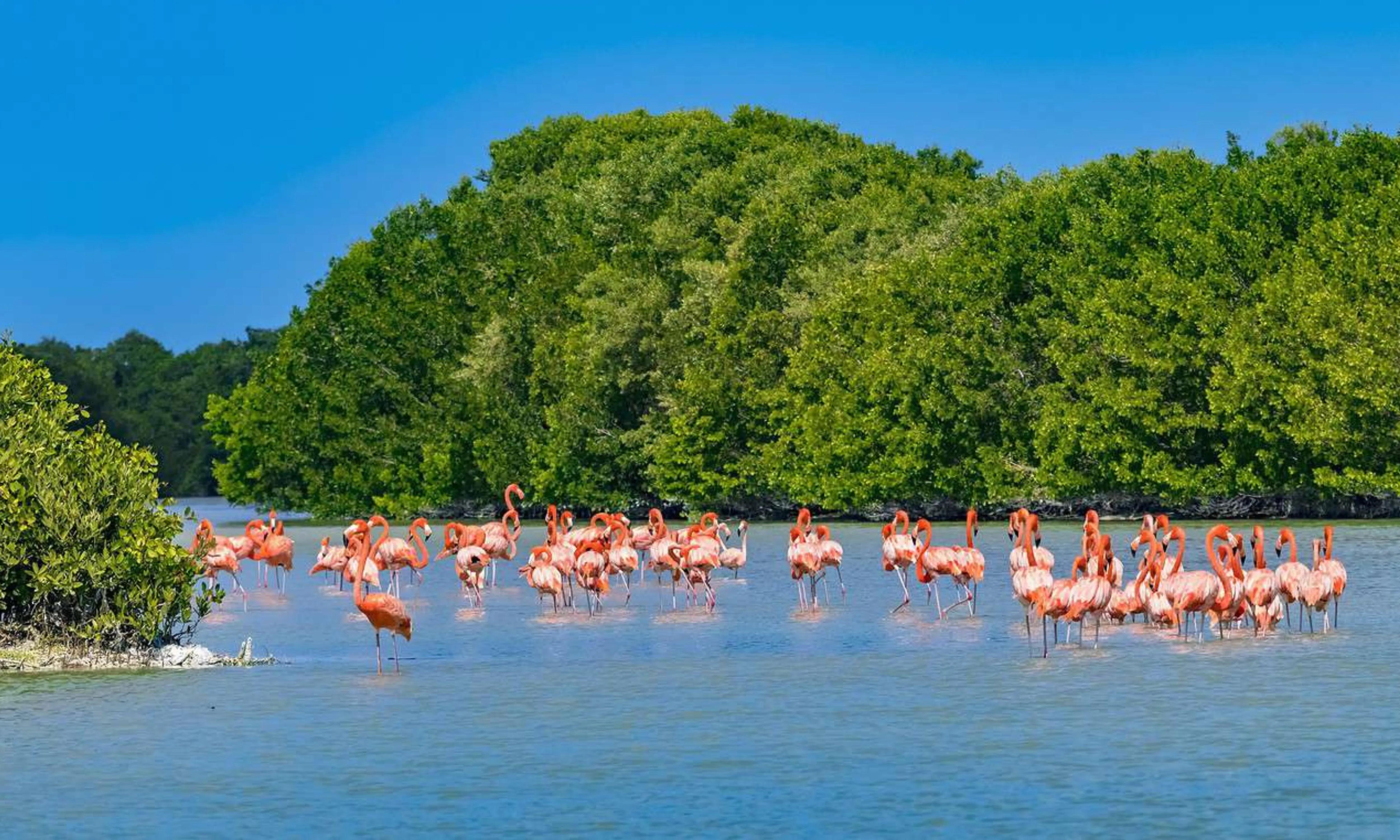 Reserva de Celestún Flamencos